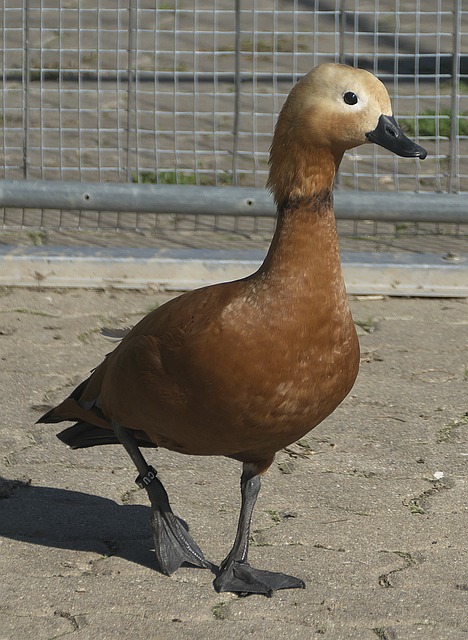 关重要